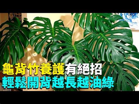 龜背芋可以放室內嗎